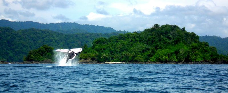Whale jumping in the pacific sea near nuqui in Colombia
