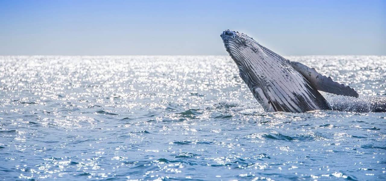 Whale emerging in the sea in the Colombian Pacific