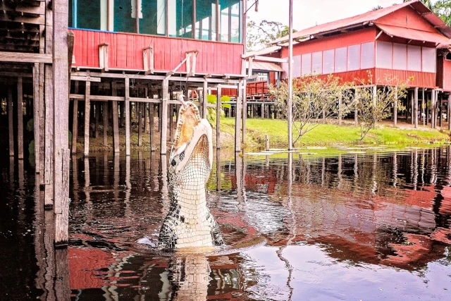 Crocodile in Marasha reserve Amazonas siempre colombia travel agency