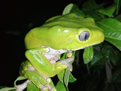 Big monkey kambo frog in the amazon siempre colombia travel agency
