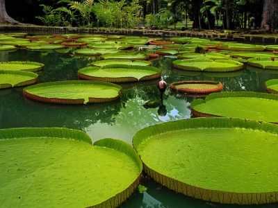 Floating lotuses in the Amazon jungle