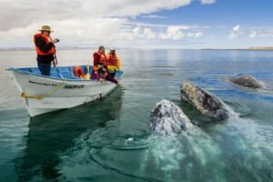 Ballenas acercándose al bote en el pacífico colombiano cerca a Nuquí.