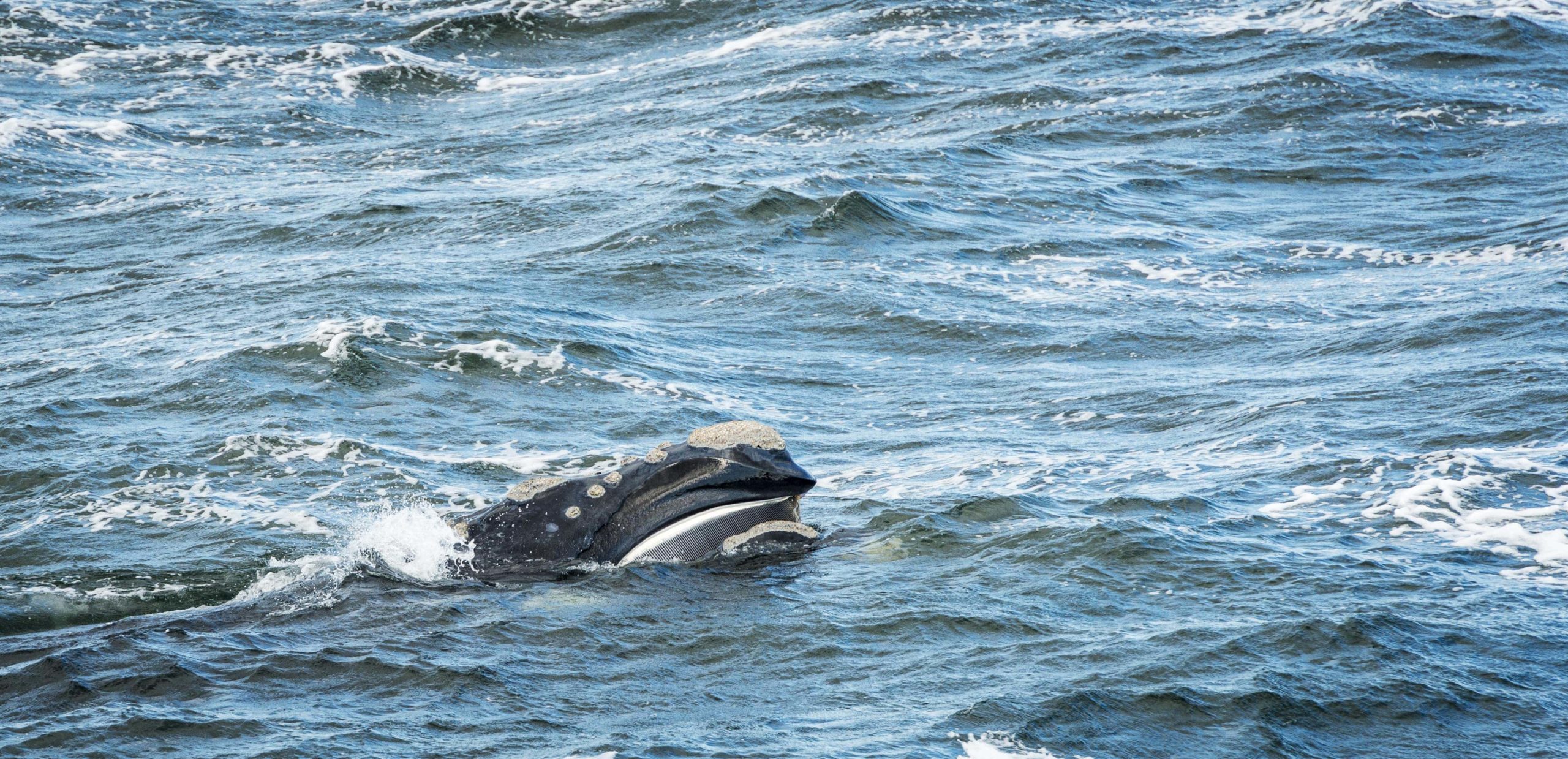Avistamiento de ballenas en Nuqui y Bahia Solano