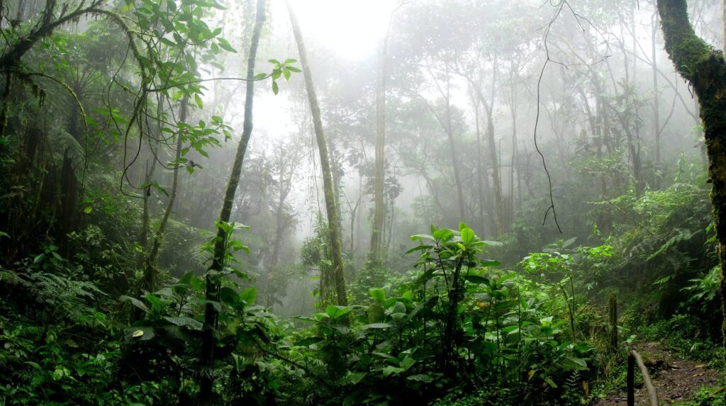 Neblina dentro de la selva Amazónica