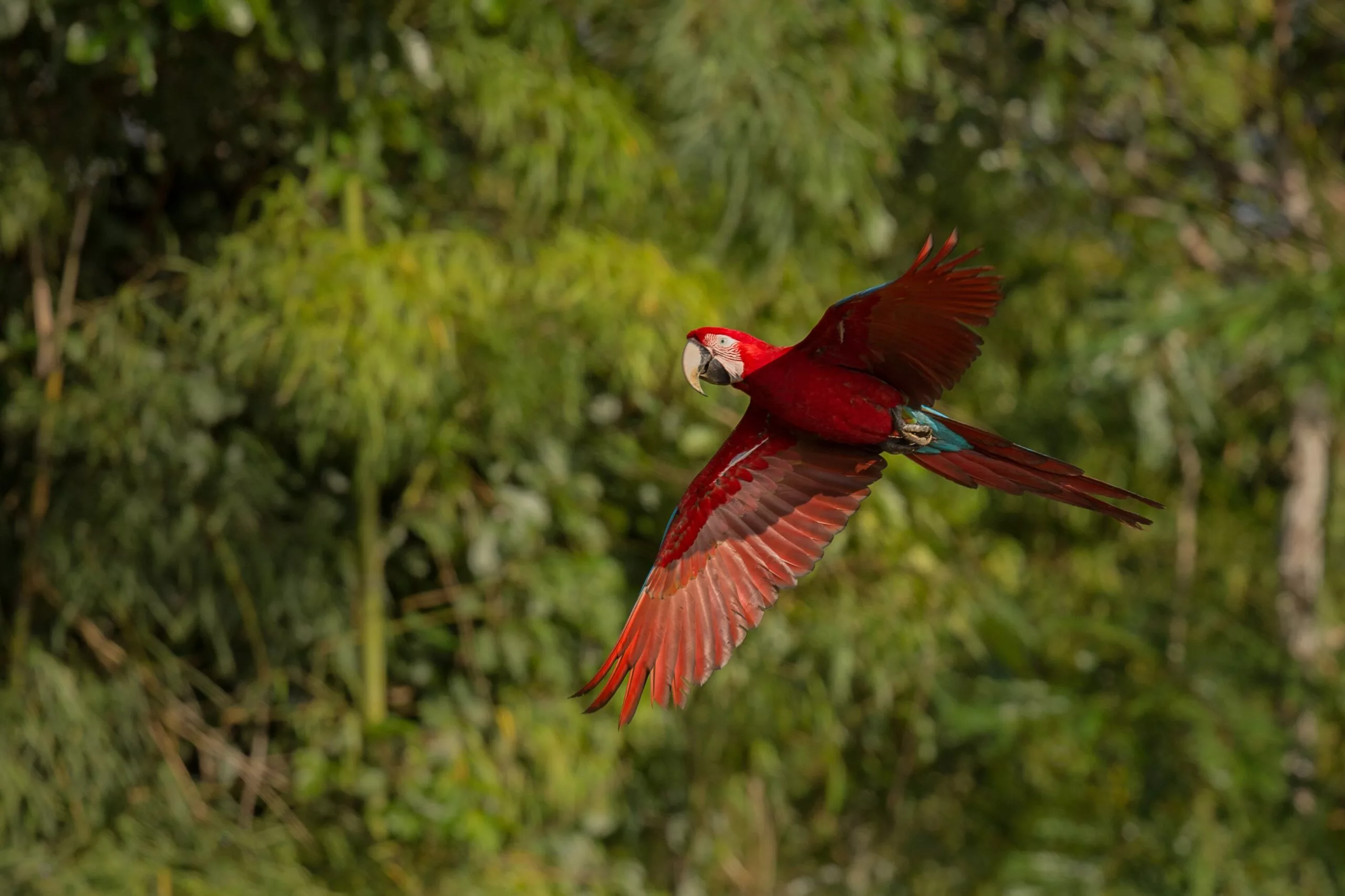 Papagayo de color rojo en la selva sudamericana del amazonas