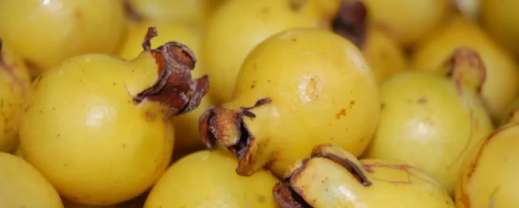 araza fruto del amazonas gastronomia del amazonas colombiano
