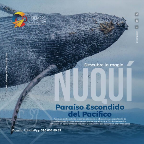 Descubre todos los destinos ecoturísticos de Colombia con Siempre Colombia: Amazonas, La Guajira, Zona Cafetera, Parque Nacional Tayrona, Llanos Orientales, Chocó Biogeográfico, Sierra Nevada de Santa Marta, San Andrés, Guaviare, Putumayo, Caquetá, Santander, Sierra de la Macarena, entre otros. Vive la aventura, biodiversidad, cultura y naturaleza con turismo responsable.