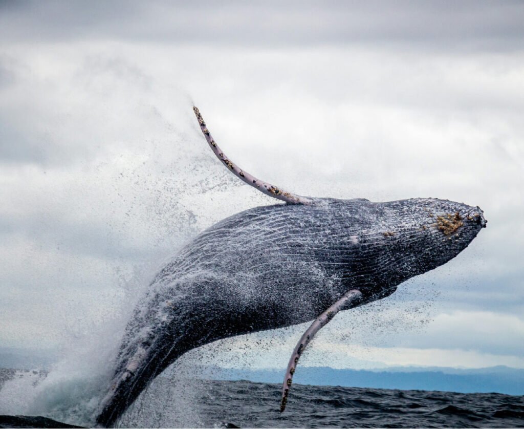 Descubre todos los destinos ecoturísticos de Colombia con Siempre Colombia: Amazonas, La Guajira, Zona Cafetera, Parque Nacional Tayrona, Llanos Orientales, Chocó Biogeográfico, Sierra Nevada de Santa Marta, San Andrés, Guaviare, Putumayo, Caquetá, Santander, Sierra de la Macarena, entre otros. Vive la aventura, biodiversidad, cultura y naturaleza con turismo responsable.