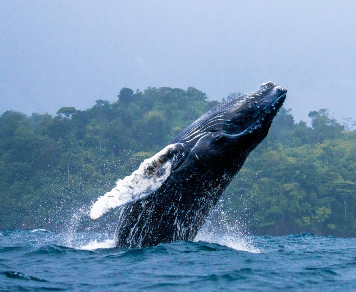 Descubre todos los destinos ecoturísticos de Colombia con Siempre Colombia: Amazonas, La Guajira, Zona Cafetera, Parque Nacional Tayrona, Llanos Orientales, Chocó Biogeográfico, Sierra Nevada de Santa Marta, San Andrés, Guaviare, Putumayo, Caquetá, Santander, Sierra de la Macarena, entre otros. Vive la aventura, biodiversidad, cultura y naturaleza con turismo responsable.
