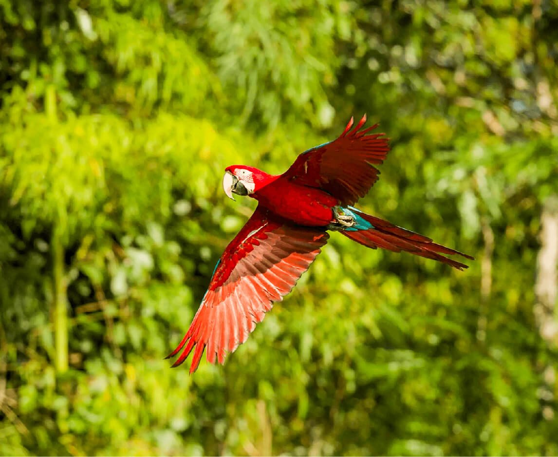 Plan Amazonas - Destino | Plan Amazonas | Arara | El Encanto Amazónico | Kaya Marasha | Plan Amazonas Travesías del Pirarucú Descubre todos los destinos ecoturísticos de Colombia con Siempre Colombia: Amazonas, La Guajira, Zona Cafetera, Parque Nacional Tayrona, Llanos Orientales, Chocó Biogeográfico, Sierra Nevada de Santa Marta, San Andrés, Guaviare, Putumayo, Caquetá, Santander, Sierra de la Macarena, entre otros. Vive la aventura, biodiversidad, cultura y naturaleza con turismo responsable.