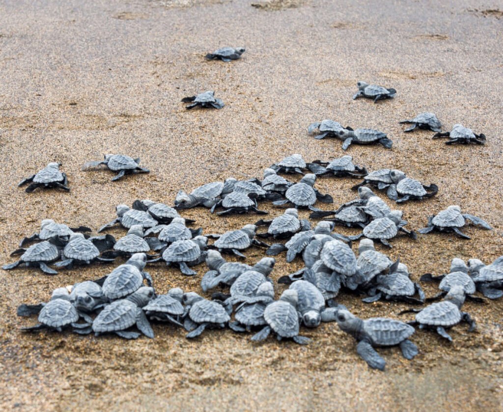 Main Banner - Nuquí Turtle Release_Turtle Release in Nuquí - Siempre Colombia -24