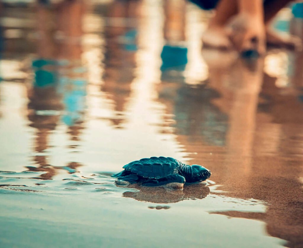Main Banner - Nuquí Turtle Release_Turtle Release in Nuquí - Siempre Colombia -26