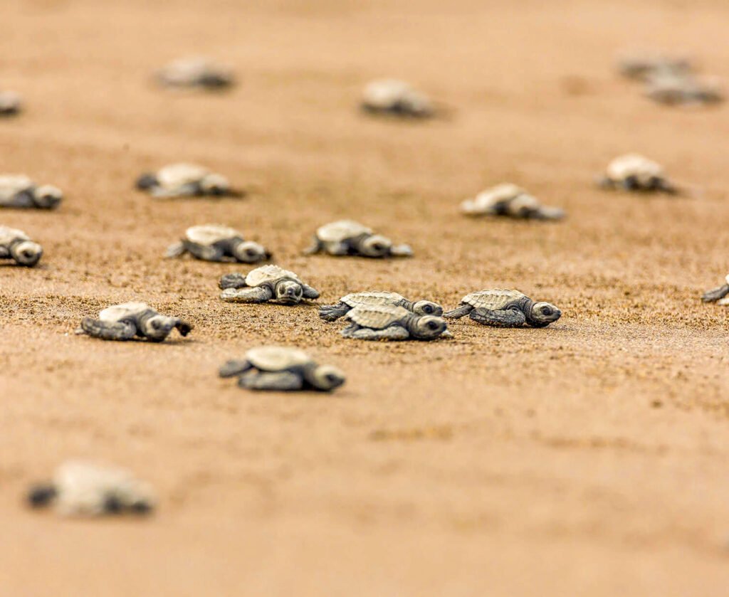 Banner Principal - Nuquí Liberación tortugas_Liberación de Tortugas Nuquí - Siempre Colombia -29