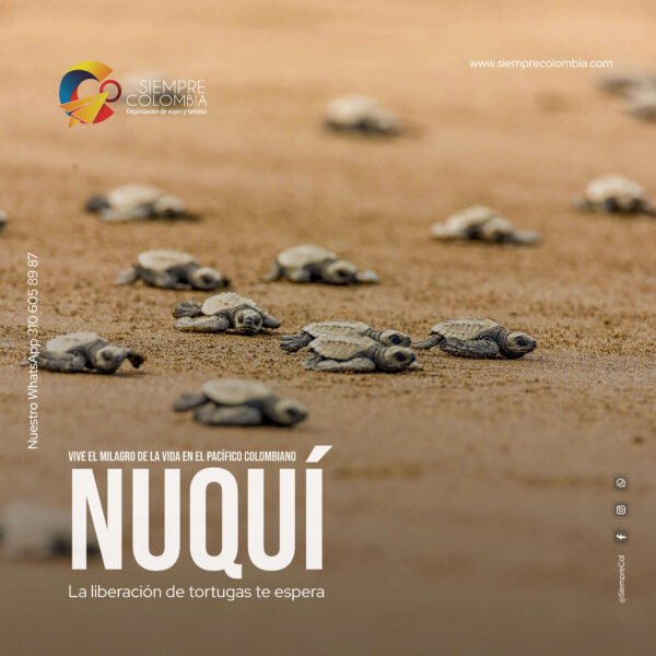Descubre todos los destinos ecoturísticos de Colombia con Siempre Colombia: Amazonas, La Guajira, Zona Cafetera, Parque Nacional Tayrona, Llanos Orientales, Chocó Biogeográfico, Sierra Nevada de Santa Marta, San Andrés, Guaviare, Putumayo, Caquetá, Santander, Sierra de la Macarena, entre otros. Vive la aventura, biodiversidad, cultura y naturaleza con turismo responsable.