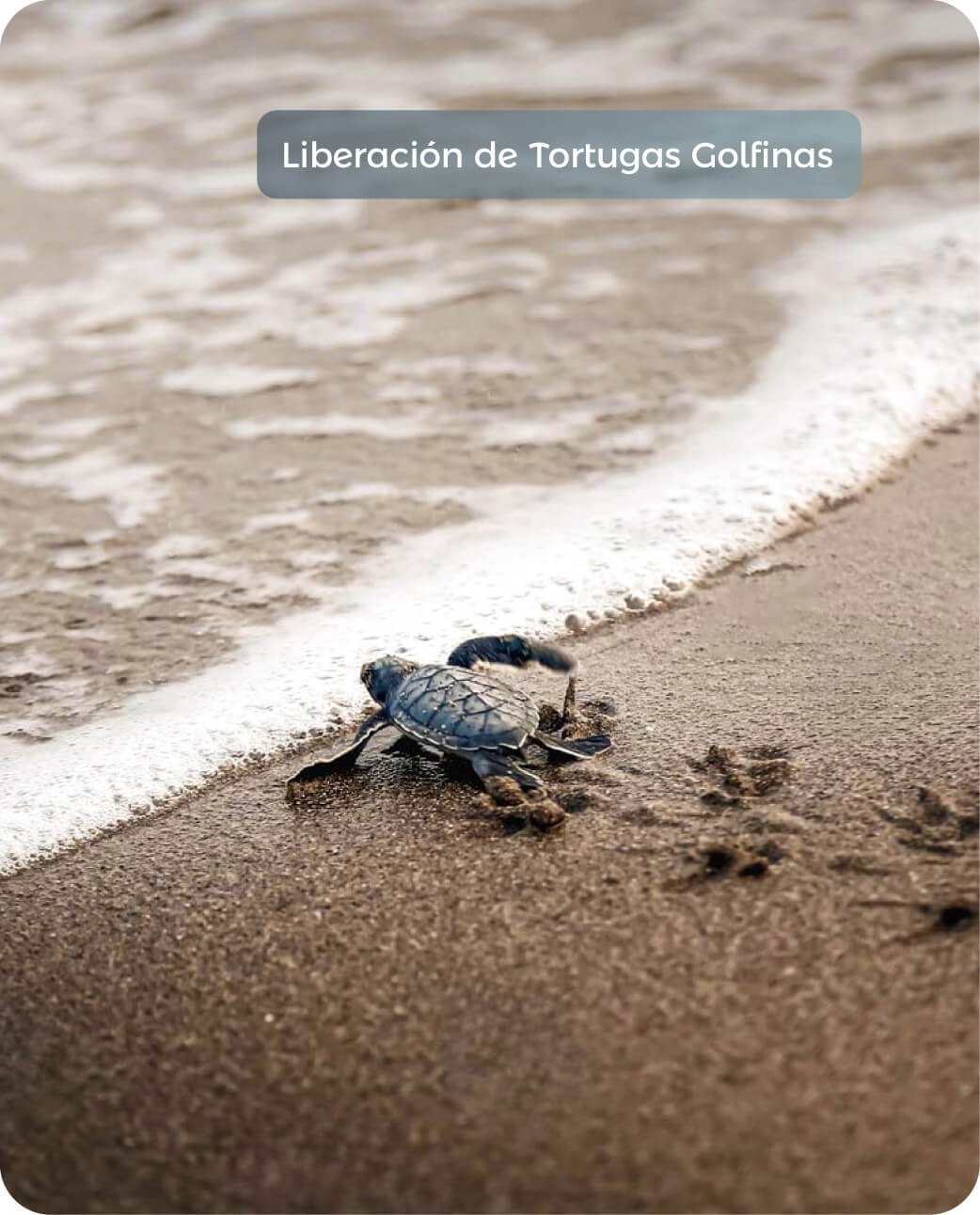 Banner Principal - Nuquí Liberación tortugas_Liberación de Tortugas Nuquí - Siempre Colombia - Liberación de Tortugas Golfinas