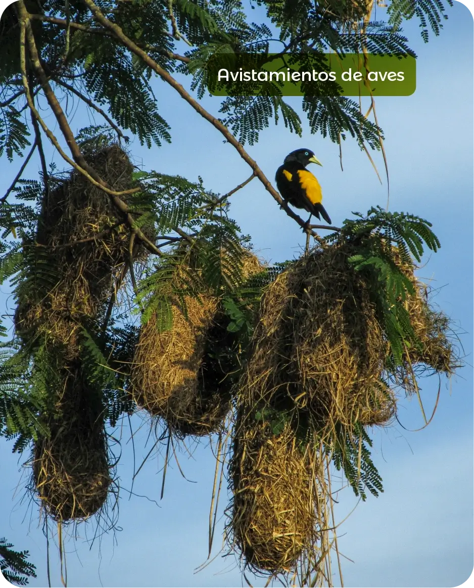 Banner Principal - Putumayo_Siempre Colombia - @SiempreCol - Putumayo Avistamiento de aves