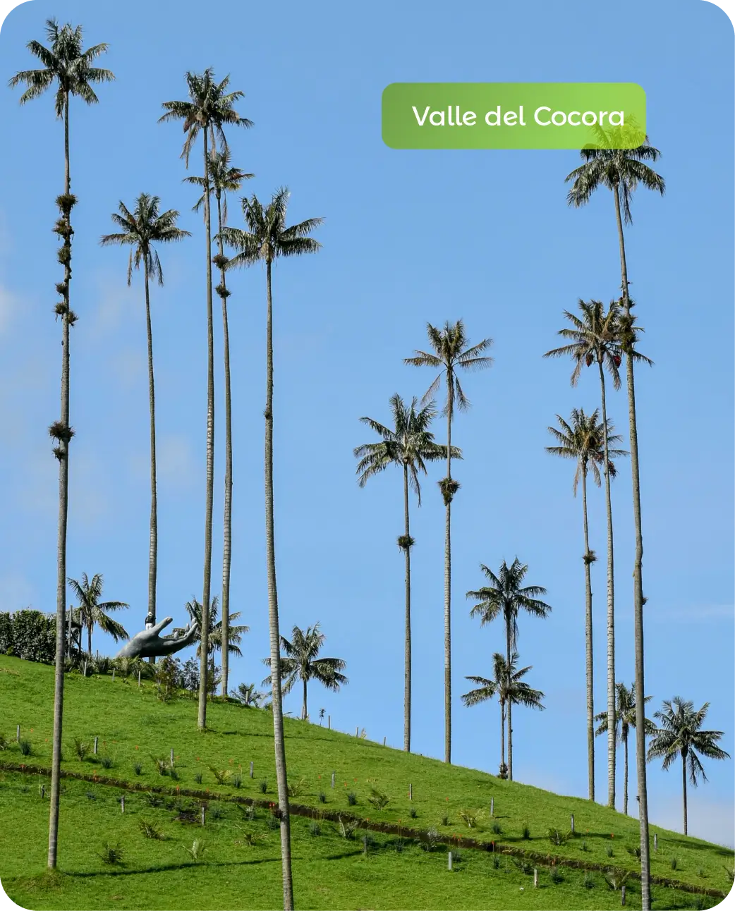 Home Eje Cafetero_Siempre Colombia - @SiempreCol - Valle del cocora