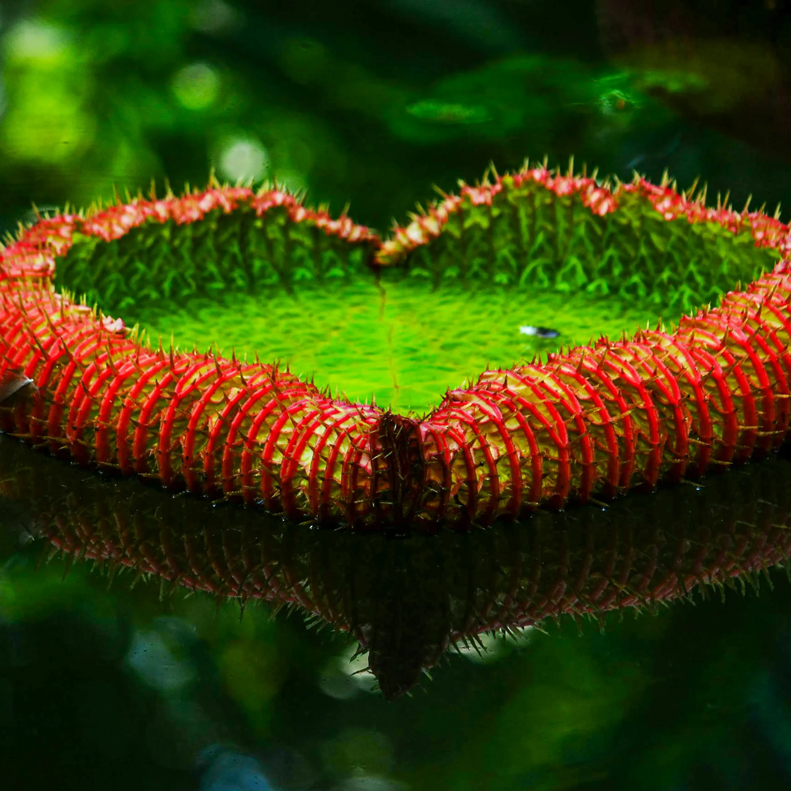 Descubre todos los destinos ecoturísticos de Colombia con Siempre Colombia: Amazonas, La Guajira, Zona Cafetera, Parque Nacional Tayrona, Llanos Orientales, Chocó Biogeográfico, Sierra Nevada de Santa Marta, San Andrés, Guaviare, Putumayo, Caquetá, Santander, Sierra de la Macarena, entre otros. Vive la aventura, biodiversidad, cultura y naturaleza con turismo responsable.
