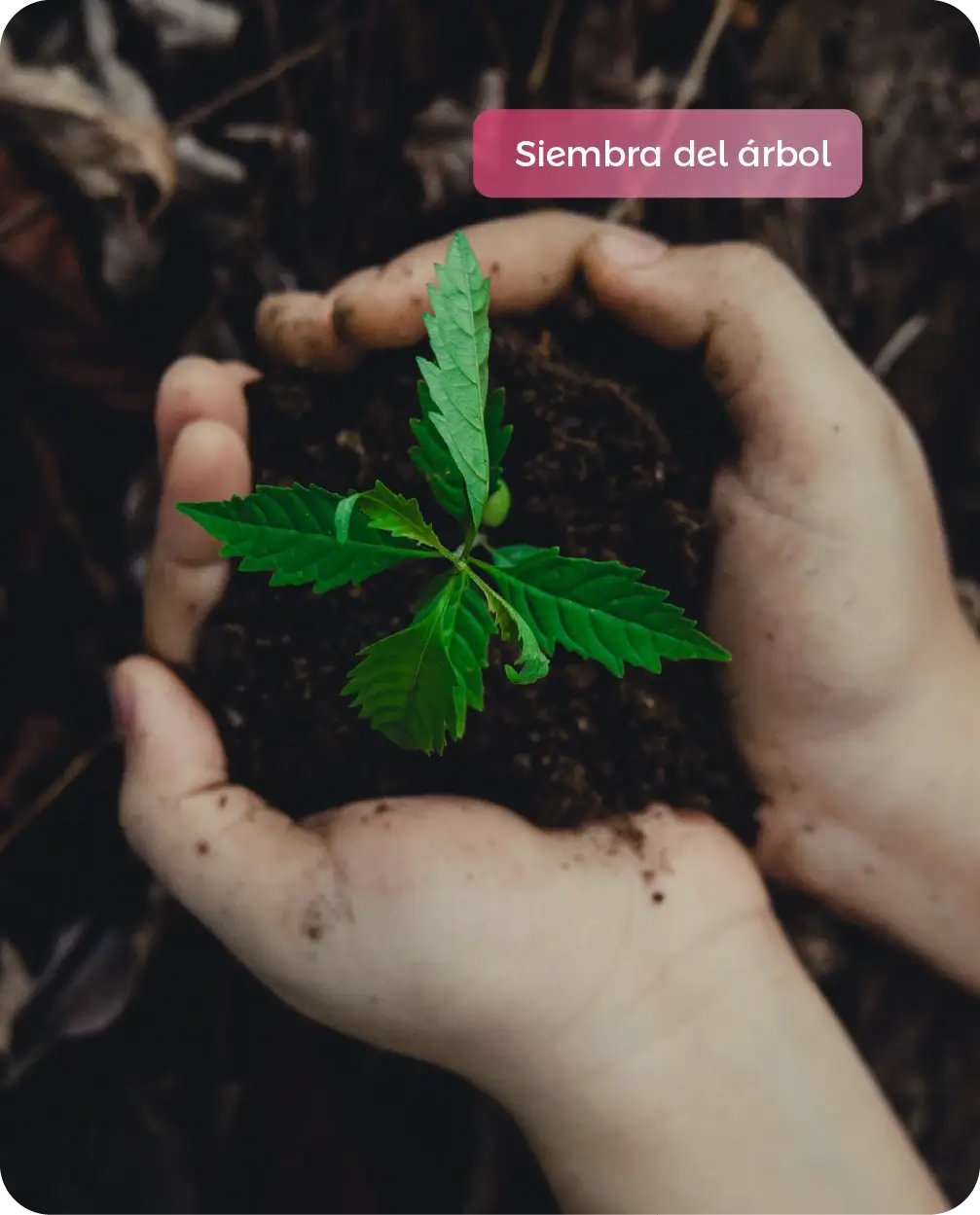 Descubre todos los destinos ecoturísticos de Colombia con Siempre Colombia: Amazonas, La Guajira, Zona Cafetera, Parque Nacional Tayrona, Llanos Orientales, Chocó Biogeográfico, Sierra Nevada de Santa Marta, San Andrés, Guaviare, Putumayo, Caquetá, Santander, Sierra de la Macarena, entre otros. Vive la aventura, biodiversidad, cultura y naturaleza con turismo responsable.
