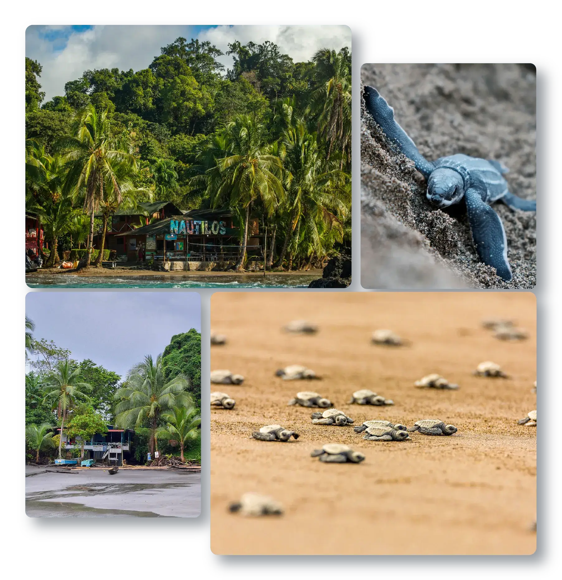 Turismo regenerativo y viajes conscientes en Colombia con Siempre Colombia, mostrando expediciones de naturaleza, experiencias sostenibles y desconexión en destinos exóticos como Caño Cristales, Nuquí, Amazonas, Eje Cafetero, Santa Marta, Bogotá, Travesías, Cartagena, y La Guajira. Regenerative tourism and conscious travel in Colombia with Siempre Colombia, featuring nature expeditions, eco-friendly journeys, and wilderness retreats in Caño Cristales, Nuquí, and La Guajira. Siempre Colombia - WhatsApp +57 310 605 89 87 - www.siemprecolombia.com - @SiempreCol - Viajero Colibrí - Agencia de viajes sostenibles y ecoturismo de lujo en Colombia - Sustainable travel agency in Colombia.