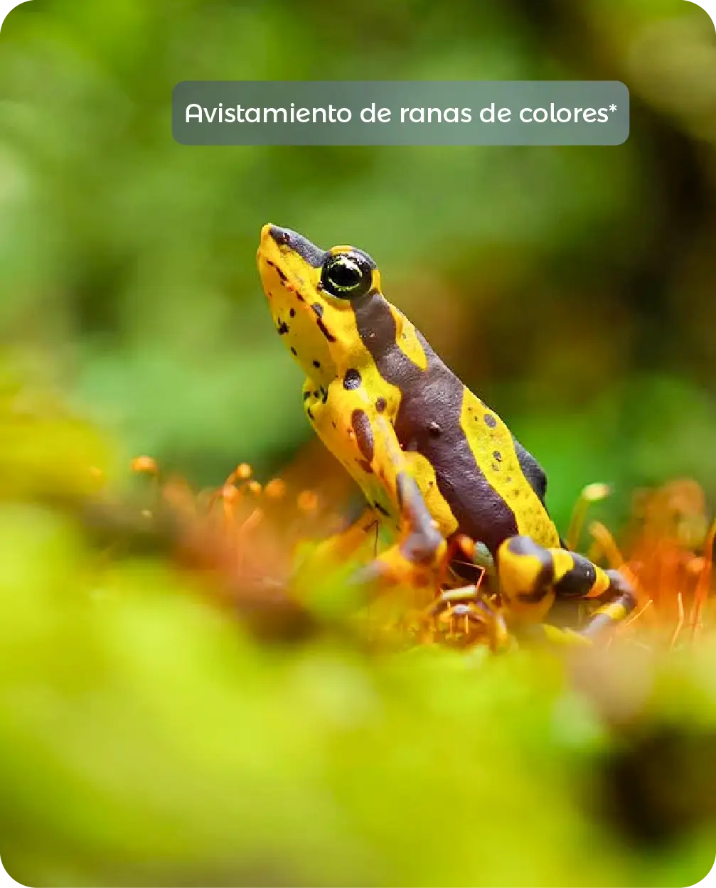 Descubre todos los destinos ecoturísticos de Colombia con Siempre Colombia: Amazonas, La Guajira, Zona Cafetera, Parque Nacional Tayrona, Llanos Orientales, Chocó Biogeográfico, Sierra Nevada de Santa Marta, San Andrés, Guaviare, Putumayo, Caquetá, Santander, Sierra de la Macarena, entre otros. Vive la aventura, biodiversidad, cultura y naturaleza con turismo responsable.