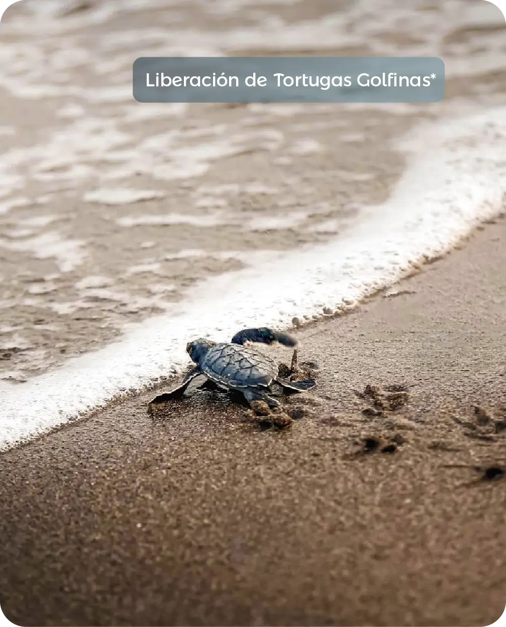 Descubre todos los destinos ecoturísticos de Colombia con Siempre Colombia: Amazonas, La Guajira, Zona Cafetera, Parque Nacional Tayrona, Llanos Orientales, Chocó Biogeográfico, Sierra Nevada de Santa Marta, San Andrés, Guaviare, Putumayo, Caquetá, Santander, Sierra de la Macarena, entre otros. Vive la aventura, biodiversidad, cultura y naturaleza con turismo responsable.