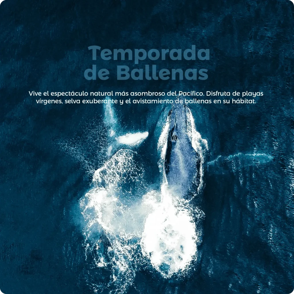 Descubre todos los destinos ecoturísticos de Colombia con Siempre Colombia: Amazonas, La Guajira, Zona Cafetera, Parque Nacional Tayrona, Llanos Orientales, Chocó Biogeográfico, Sierra Nevada de Santa Marta, San Andrés, Guaviare, Putumayo, Caquetá, Santander, Sierra de la Macarena, entre otros. Vive la aventura, biodiversidad, cultura y naturaleza con turismo responsable.