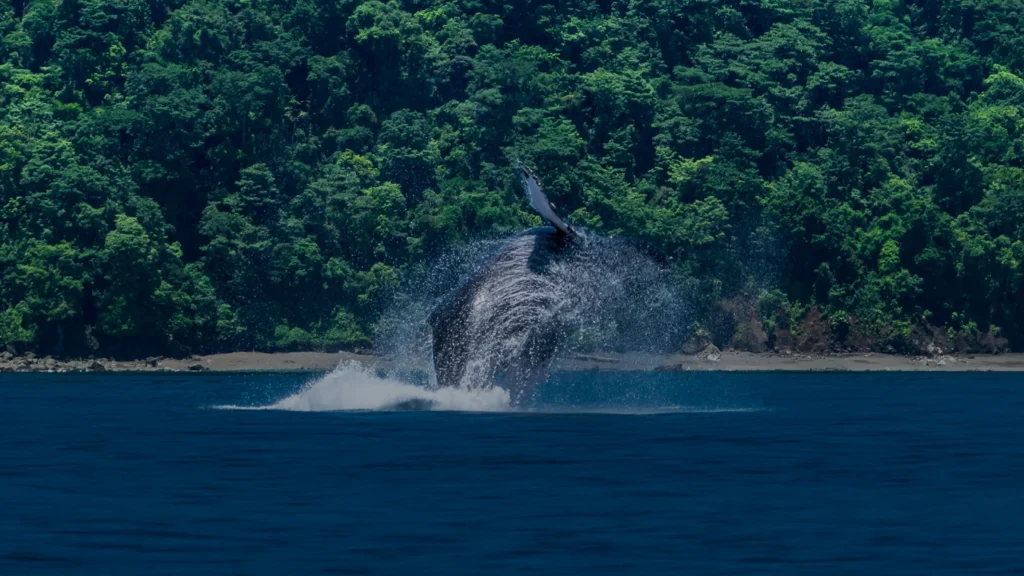 Turismo regenerativo y viajes conscientes en Colombia con Siempre Colombia, mostrando expediciones de naturaleza, experiencias sostenibles y desconexión en destinos exóticos como Caño Cristales, Nuquí, Amazonas, Eje Cafetero, Santa Marta, Bogotá, Travesías, Cartagena, y La Guajira. Regenerative tourism and conscious travel in Colombia with Siempre Colombia, featuring nature expeditions, eco-friendly journeys, and wilderness retreats in Caño Cristales, Nuquí, and La Guajira. Siempre Colombia - WhatsApp +57 310 605 89 87 - www.siemprecolombia.com - @SiempreCol - Viajero Colibrí - Agencia de viajes sostenibles y ecoturismo de lujo en Colombia - Sustainable travel agency in Colombia.