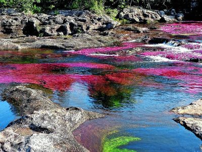 Colores verdes y rojos de las plantas en el río de Caño Cristales