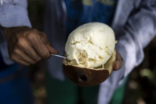 Copoazu fruta del Amazonas para preparar cremas o helados