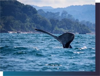 Descubre todos los destinos ecoturísticos de Colombia con Siempre Colombia: Amazonas, La Guajira, Zona Cafetera, Parque Nacional Tayrona, Llanos Orientales, Chocó Biogeográfico, Sierra Nevada de Santa Marta, San Andrés, Guaviare, Putumayo, Caquetá, Santander, Sierra de la Macarena, entre otros. Vive la aventura, biodiversidad, cultura y naturaleza con turismo responsable.