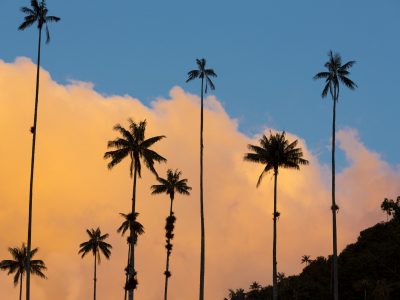 Sunset on the Cocora valley with giant wax palms near Salento,