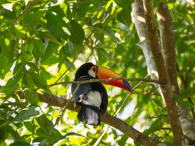 Pájaro Tucán posado en un árbol en la selva del Amazonas